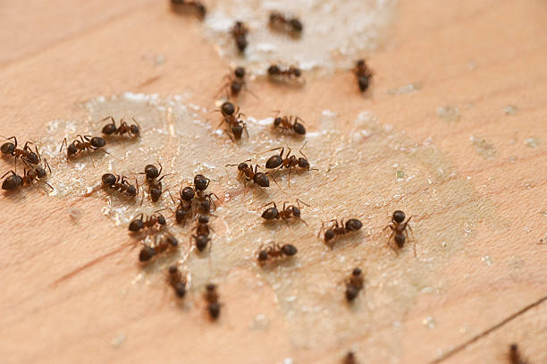 Pest Control for Restaurants in Five Corners, WA