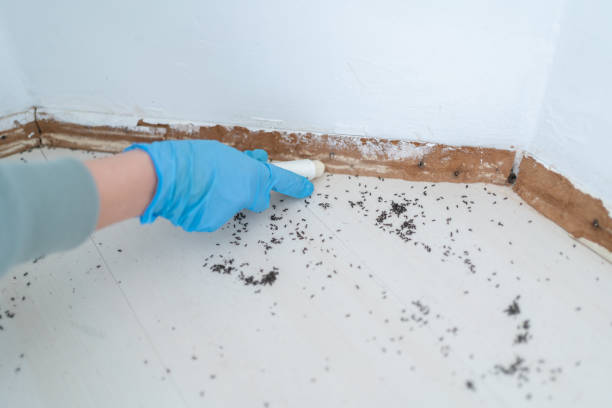 Best Termite Control Services  in Five Corners, WA